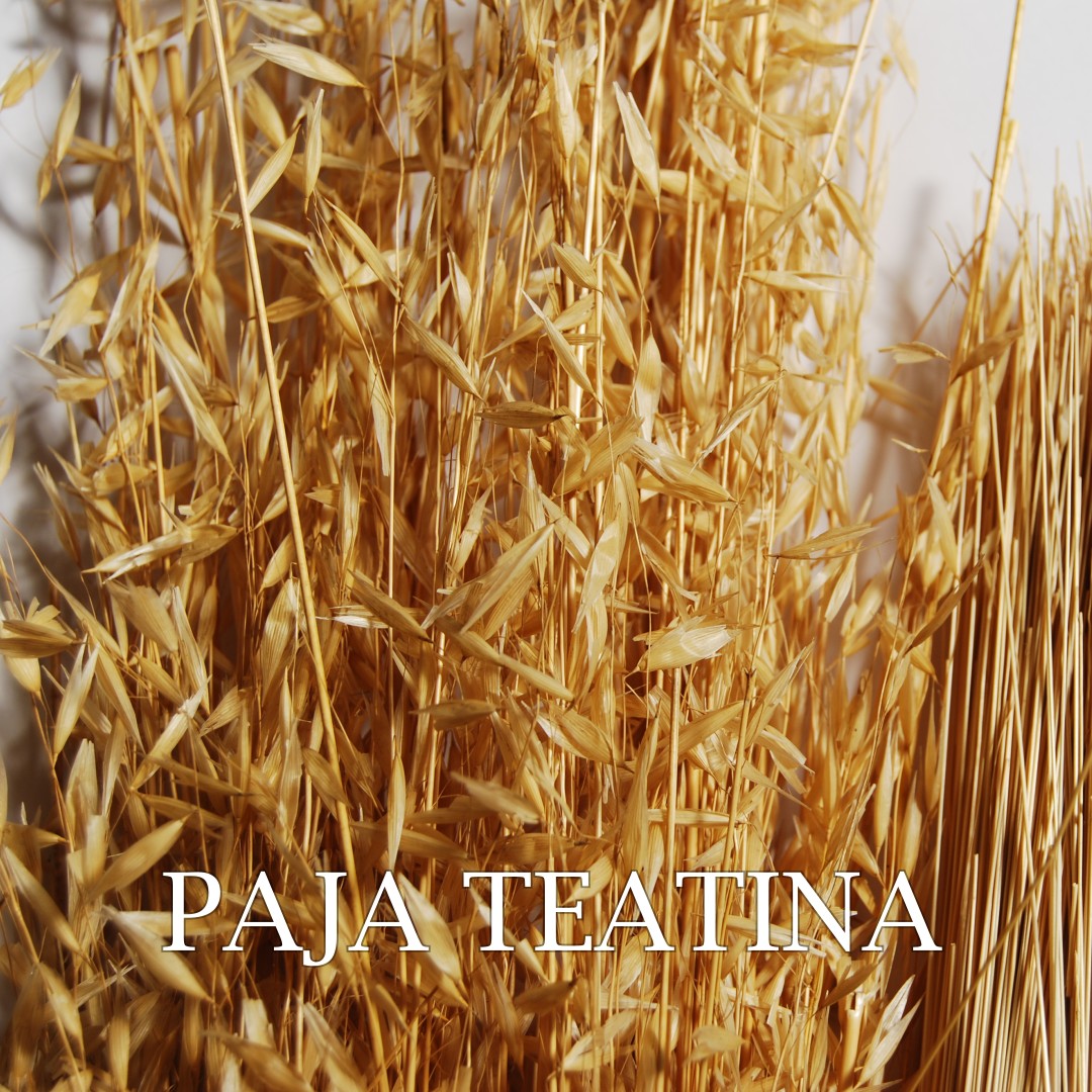 Paja teatina