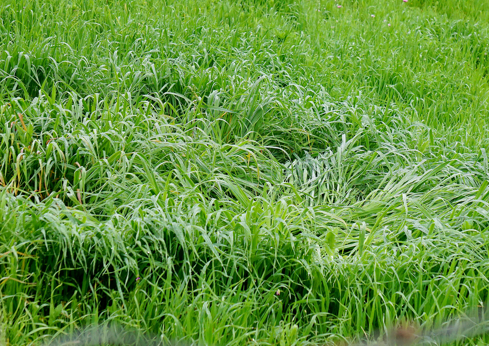 Trigo ligún creciendo